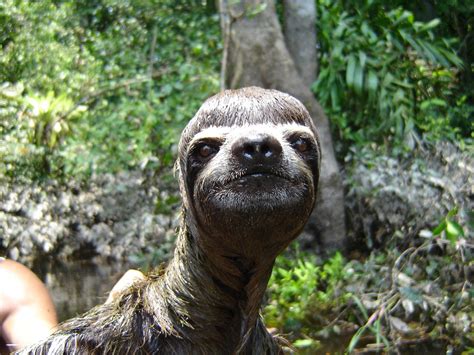 Image result for Silly Sloth