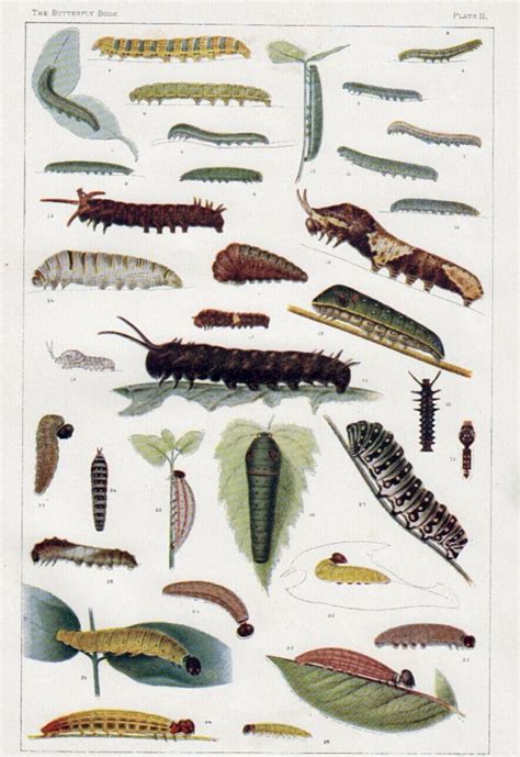 Larvae Identification 的图像结果