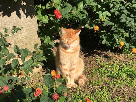 Image result for Bunga API Kucing