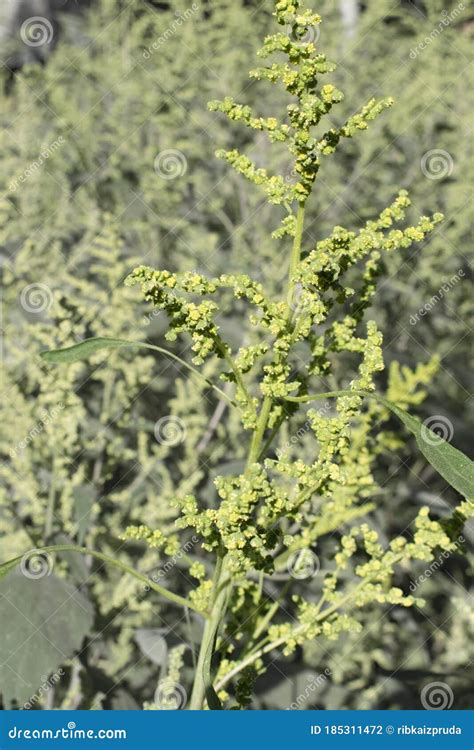 Plant Iva Xanthiifolia Cyclachaena Xanthiifolia, Giant Sumpweed, Marsh ...