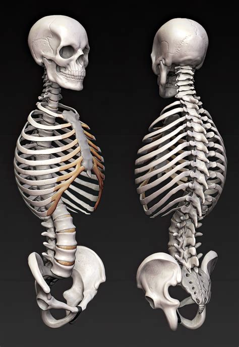 Slipping rib syndrome a case report – Artofit