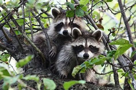 Image result for Adaptable Animals