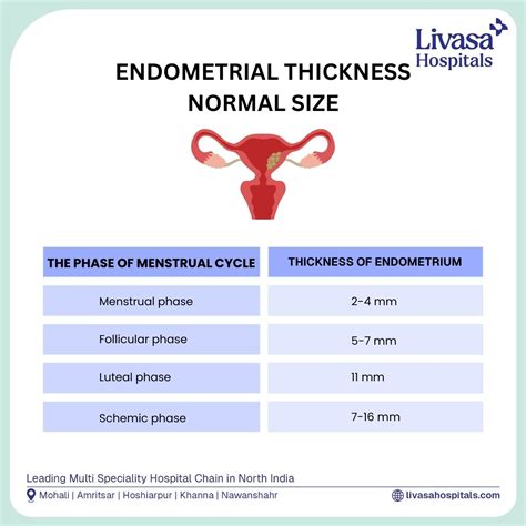 Measuring and Understanding Normal Endometrial Thickness