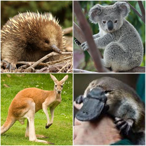 Discover Ireland’s Native Animals: A Complete Guide