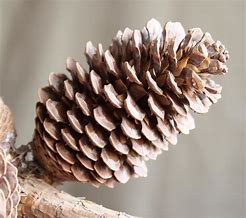 pinecones 的图像结果