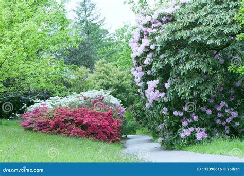 Footpath between Flowering Shrubs in Spring Garden Stock Photo - Image ...
