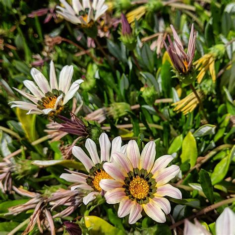 Coastal Gazania (Gazania rigens) – Weeds of Melbourne