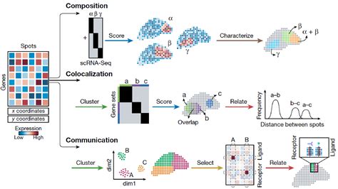 Spatial Transcriptomics 的图像结果