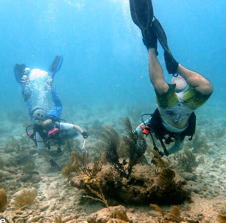 Key Largo Dive Center - All You Need to Know BEFORE You Go