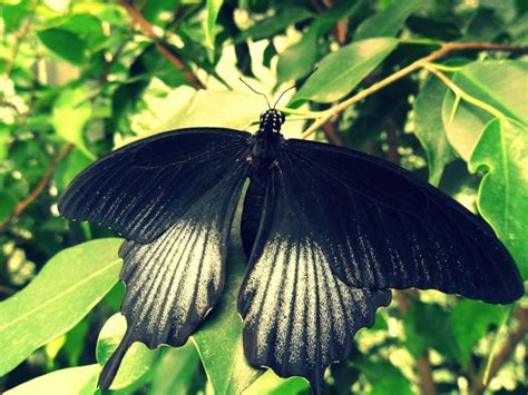 绿叶上的黑蝴蝶图片 - 站长素材