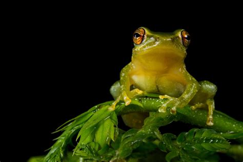 Tree Frog Desktop 的图像结果