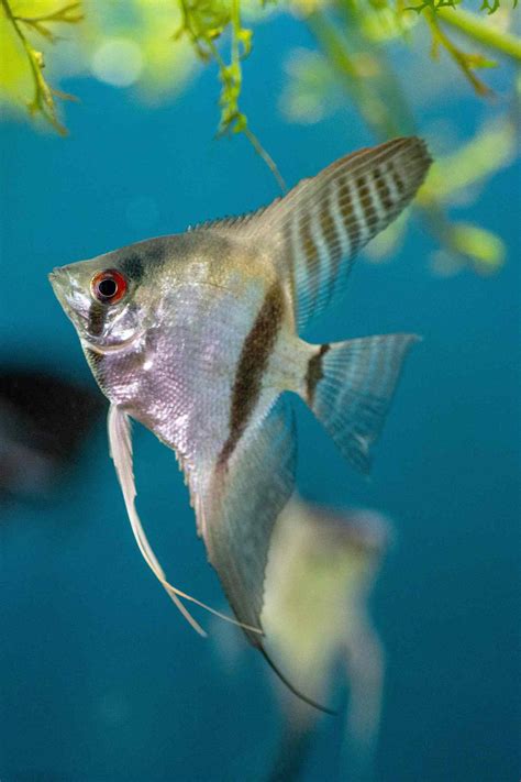 10 Best Angelfish for Freshwater Aquariums