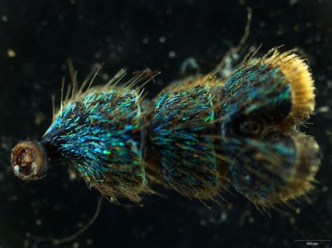 Image result for Microscope Toes