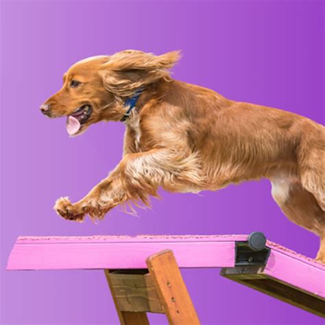 Image result for Agility Training for Dogs