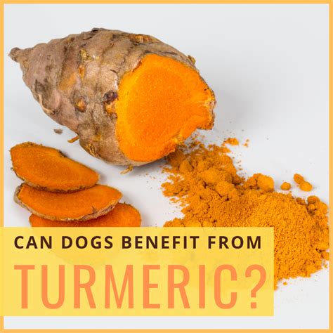 Can Turmeric Help Dogs With Cancer