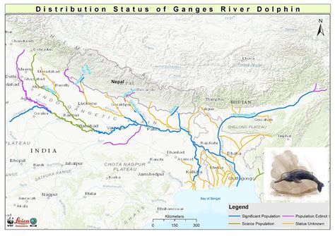 River dolphins worldwide - River Dolphins