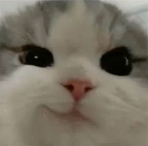 Image result for Cat HTML Code