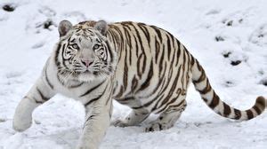 Tiger wallpapers hd, desktop backgrounds, images and pictures