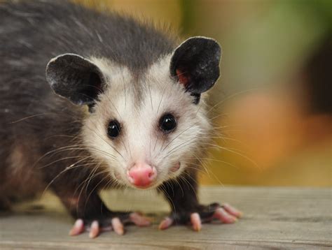 Breeding Short-Tailed Opossums
