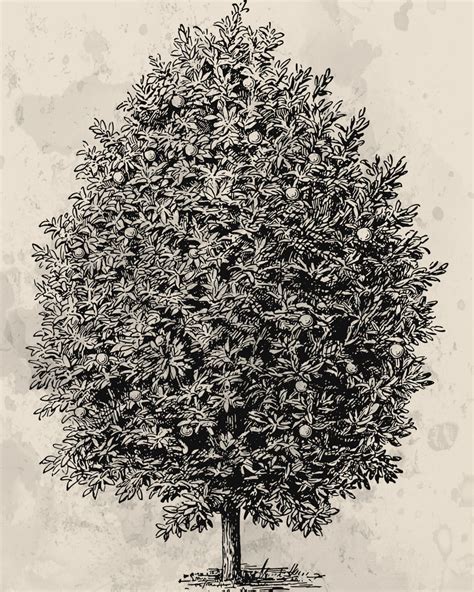 Image result for Script Button
