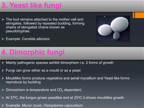 Fungi | PPT