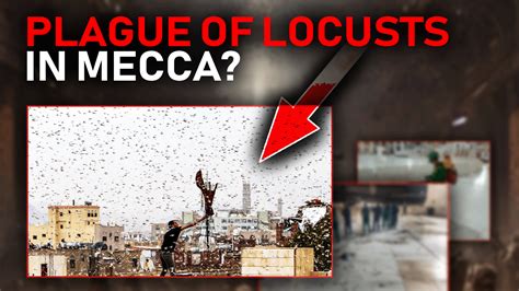 Locusts Plague Bible