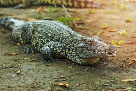 Ce crocodile femelle a pondu des œufs sans mâle : une remise en cause du système de reproduction ...