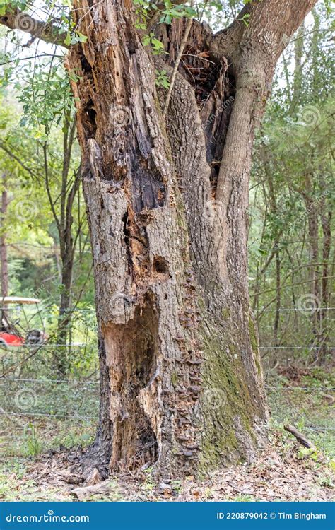 Image result for Oak Tree Rot Base of Trunk