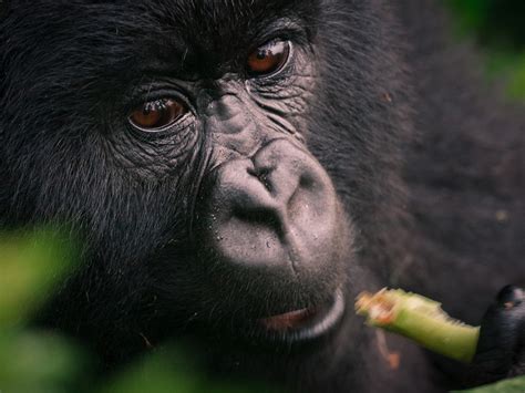 Mountain Gorillas Food