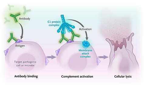 Image result for Complement Fixation Immune System
