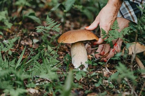 Mycology – What It Is, What a Mycologist Does, and Its Branches