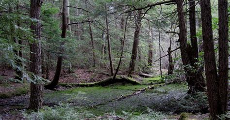 DCR Watershed Hunting | Mass.gov