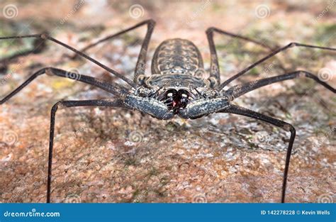 Tailless Whip Spider