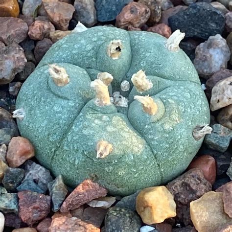 Peyote Cactus (Lophophora williamsii) Care Guide