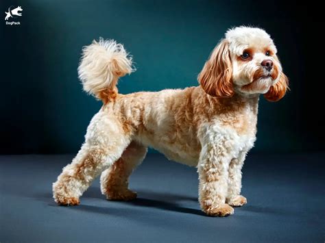 Image result for Cockapoo Dog