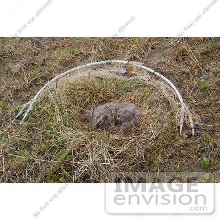 Image result for How to Capture a Spring