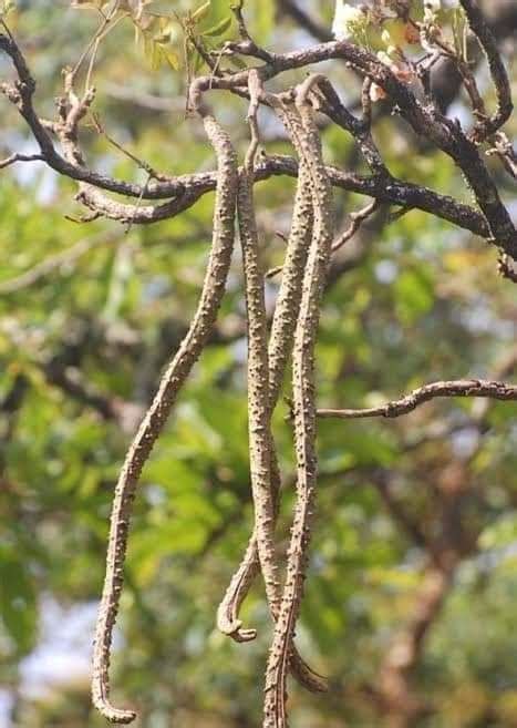 इसे कहते हैं जादुई लकड़ी, पानी टच होते ही उल्टा भागती है - Wood floats ...