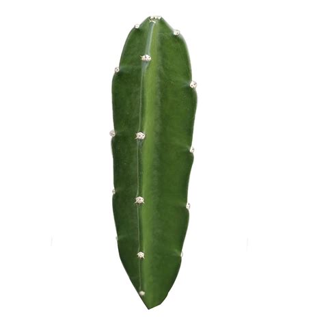 Hylocereus Undatus Cactus (Dragon Fruits) : Amazon.in: Garden & Outdoors