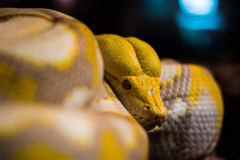 Python 4K 的图像结果