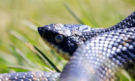 6 Black Snakes in New Hampshire - A-Z Animals