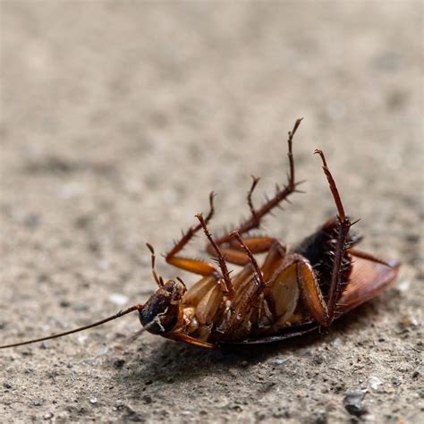 Cockroach Infestation Solutions 的图像结果