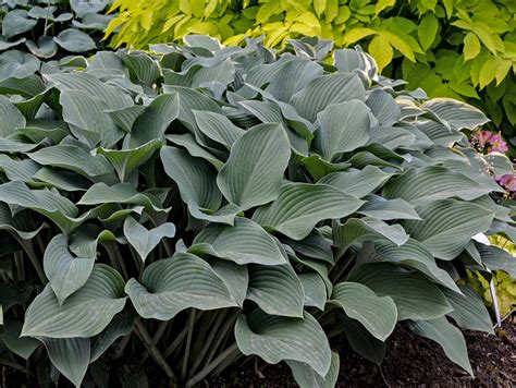 Krossa Regal Hosta - Shade Perennial Giant Blue Hosta Plant – NH Hostas