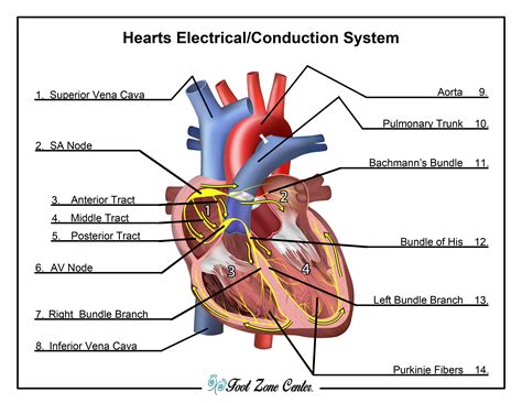Conduction System | Foot Zone Center