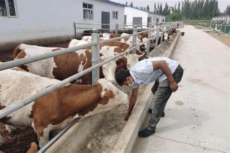 畜牧养殖业高质量发展 引领群众增收致富_央广网