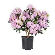 Flowering Shrubs at Lowes.com