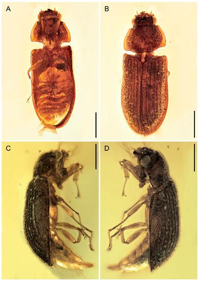 Insects | Special Issue : Beetle Diversity