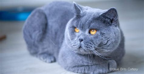 Blue Brits Cattery | British Shorthair Kittens For Sale