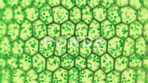 Microscopic View 的图像结果