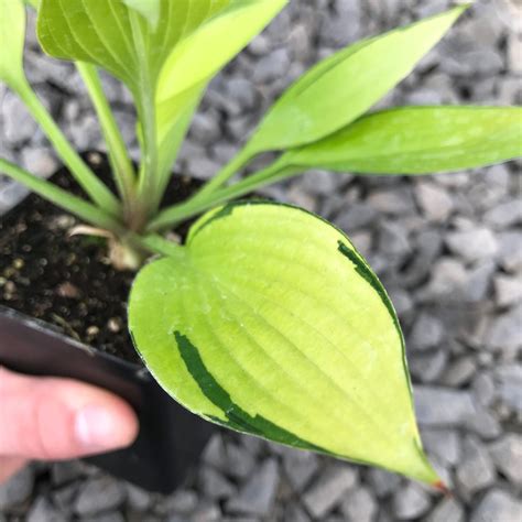 Hosta 'June Fever' - Plantain Lily USPP #15,340 (3.5" Pot) | Little ...