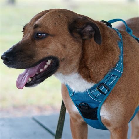 Types of Dog Harnesses and Their Differences